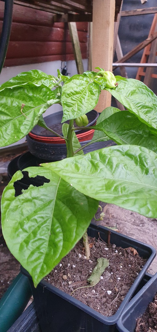 Hainan Yellow Lantern (Capsicum Chinense) Leemac (NFCID 3)