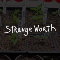 Strangeworth - SeedsIO.com Profile Photo