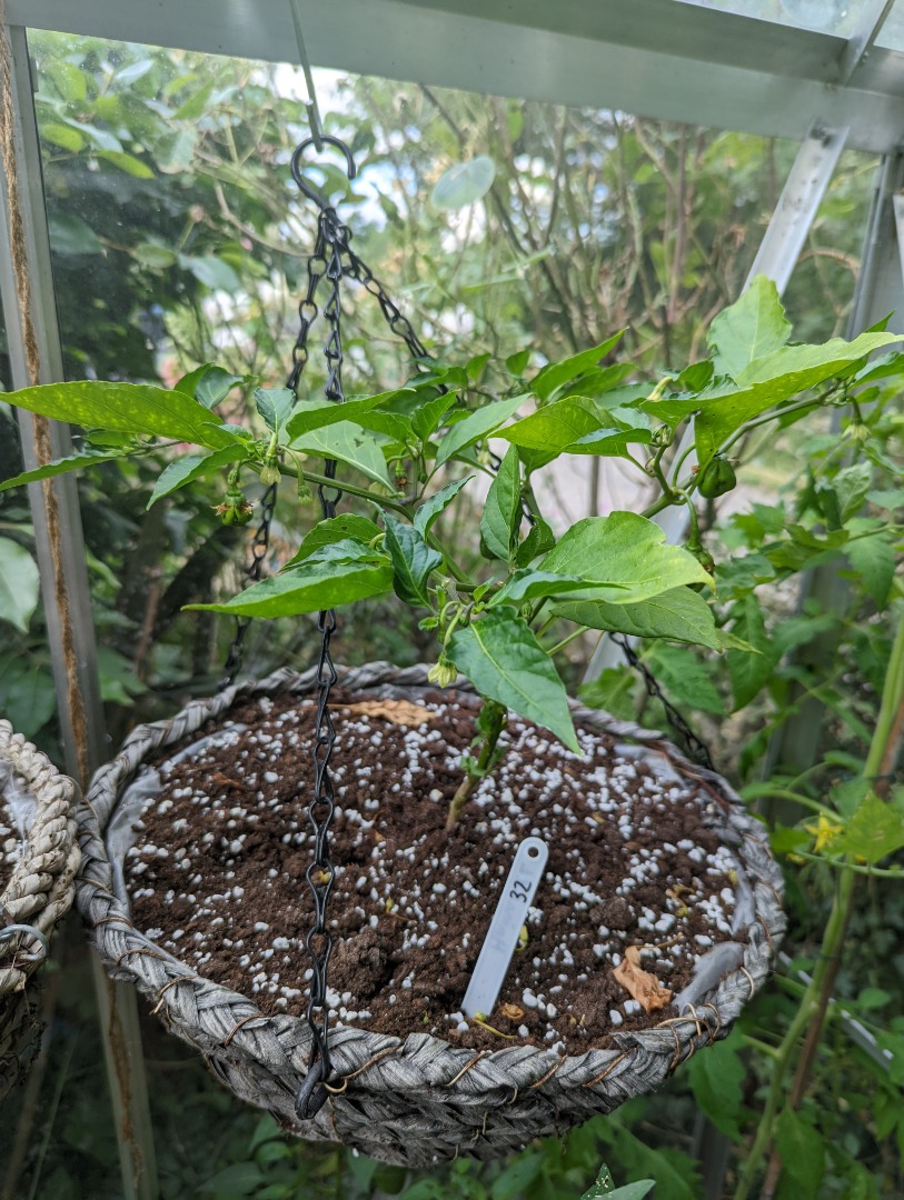 Hainan Yellow Lantern (Capsicum chinense) Woody (NFCID 32)